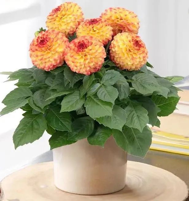 盘点世界各国国花你最喜欢哪种,什么品种的国花好