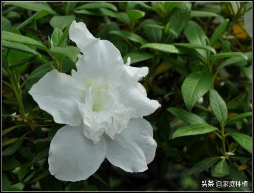 南方植物杜鹃,最容易养的植物杜鹃