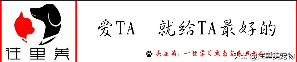 异瞳狮子猫和异瞳田园猫区别,猫咪怎么从小看出来蓝眼睛
