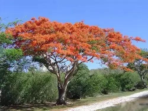世界各国国花大开眼界美到爆,世界各国国花及国树