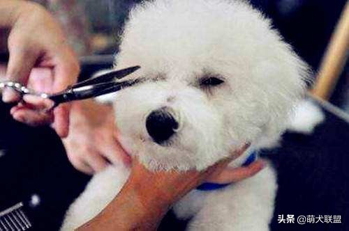 狗狗如何有效去除泪痕,狗狗泪痕好了还需要吃泪痕液吗