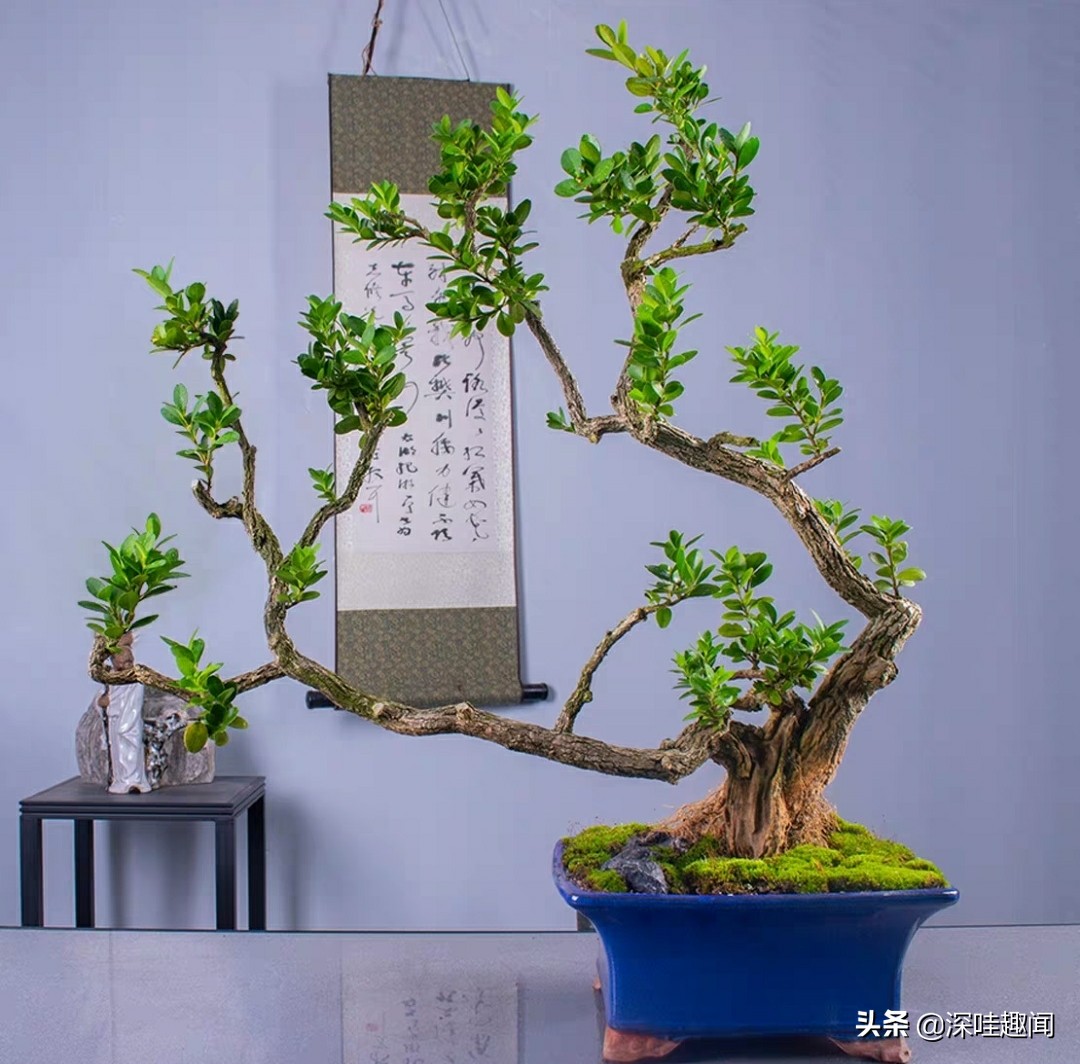 雀舌黄杨黄叶枯叶病用什么药,黄杨盆景黄叶原因如何解决