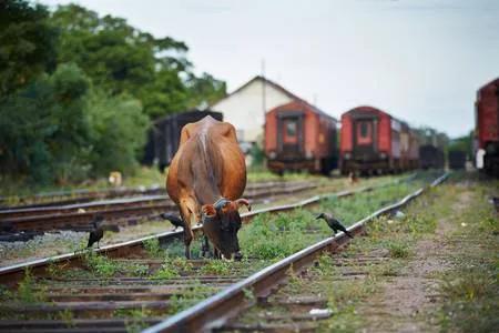 印度中国绿皮火车,中国人游印度各种吐槽