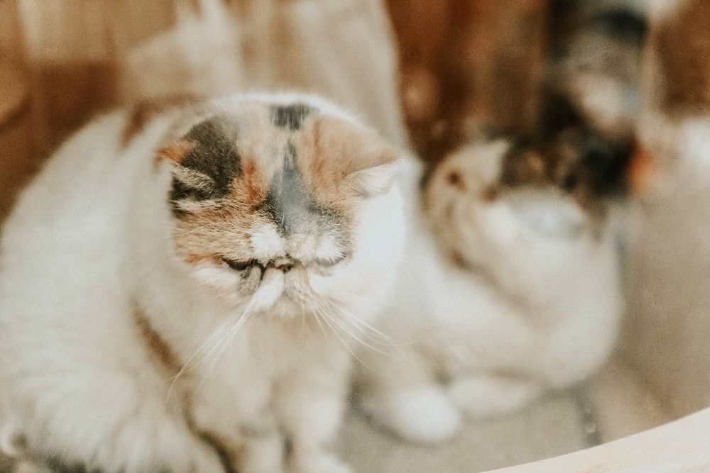 广州玻璃花咖啡屋,广州玻璃花房咖啡屋