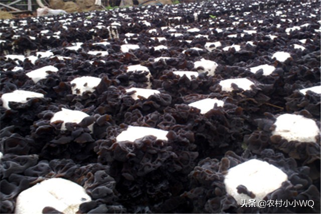 木耳种植技术和栽培方法,木耳种植技术全过程