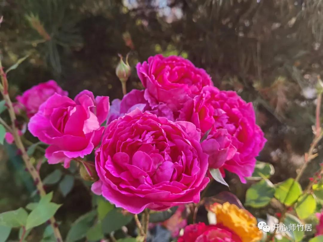 洛宁竹林一日游,竹林七贤魏晋风流全集