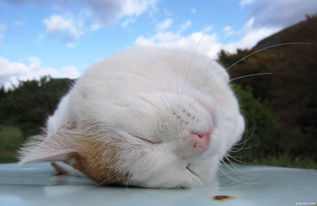 猫湿疹,猫湿疹是什么样的症状