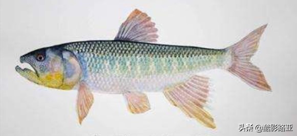 路亚鱼种对应假饵和钓法,新手钓路亚建议什么竿