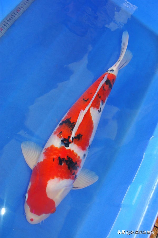 玩锦鲤知道的常识,锦鲤常识讲解视频