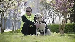 导盲马寿命有多长,导盲马可以看多远