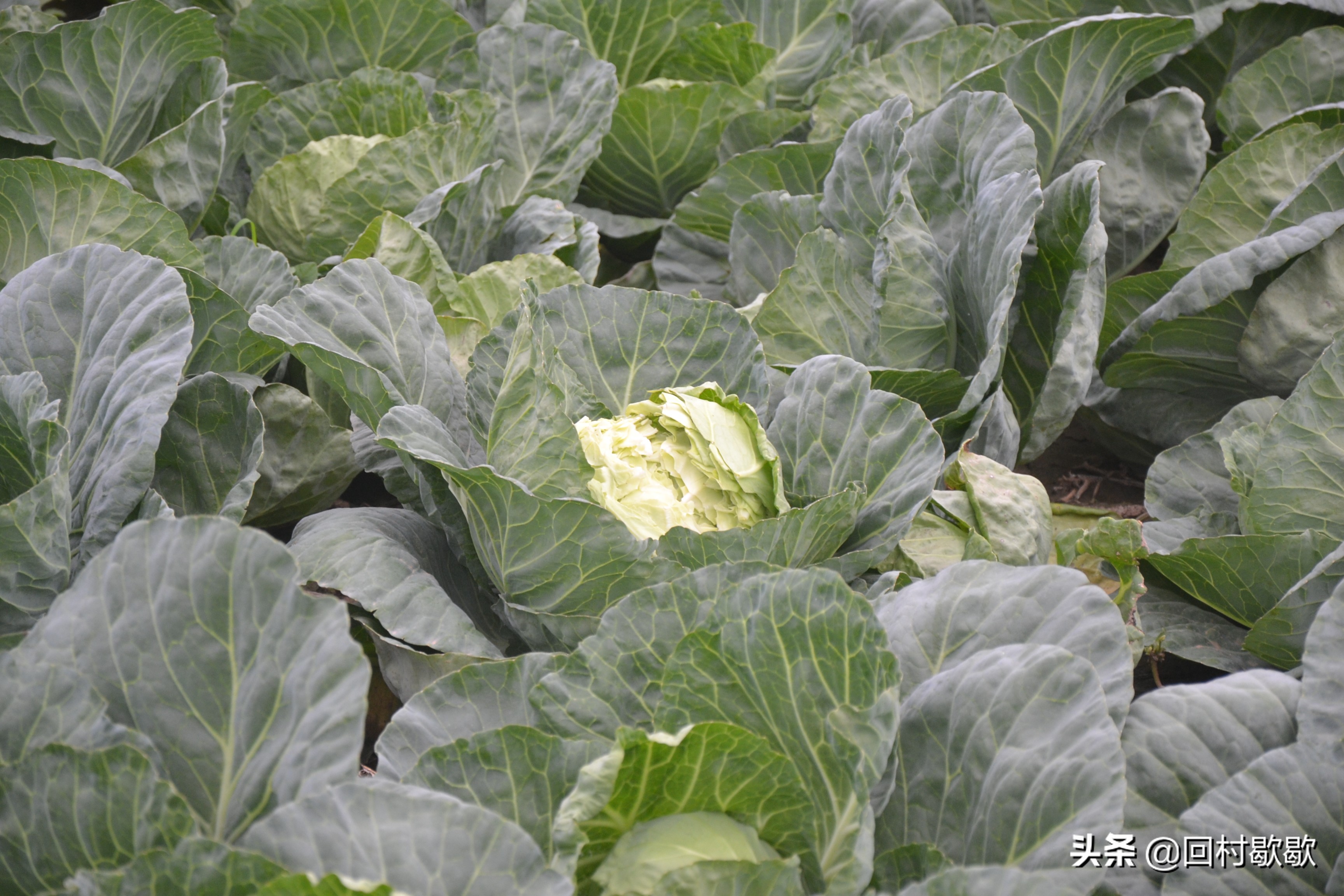 包头菜怎么处理,包头菜怎样储存冬天才能好吃
