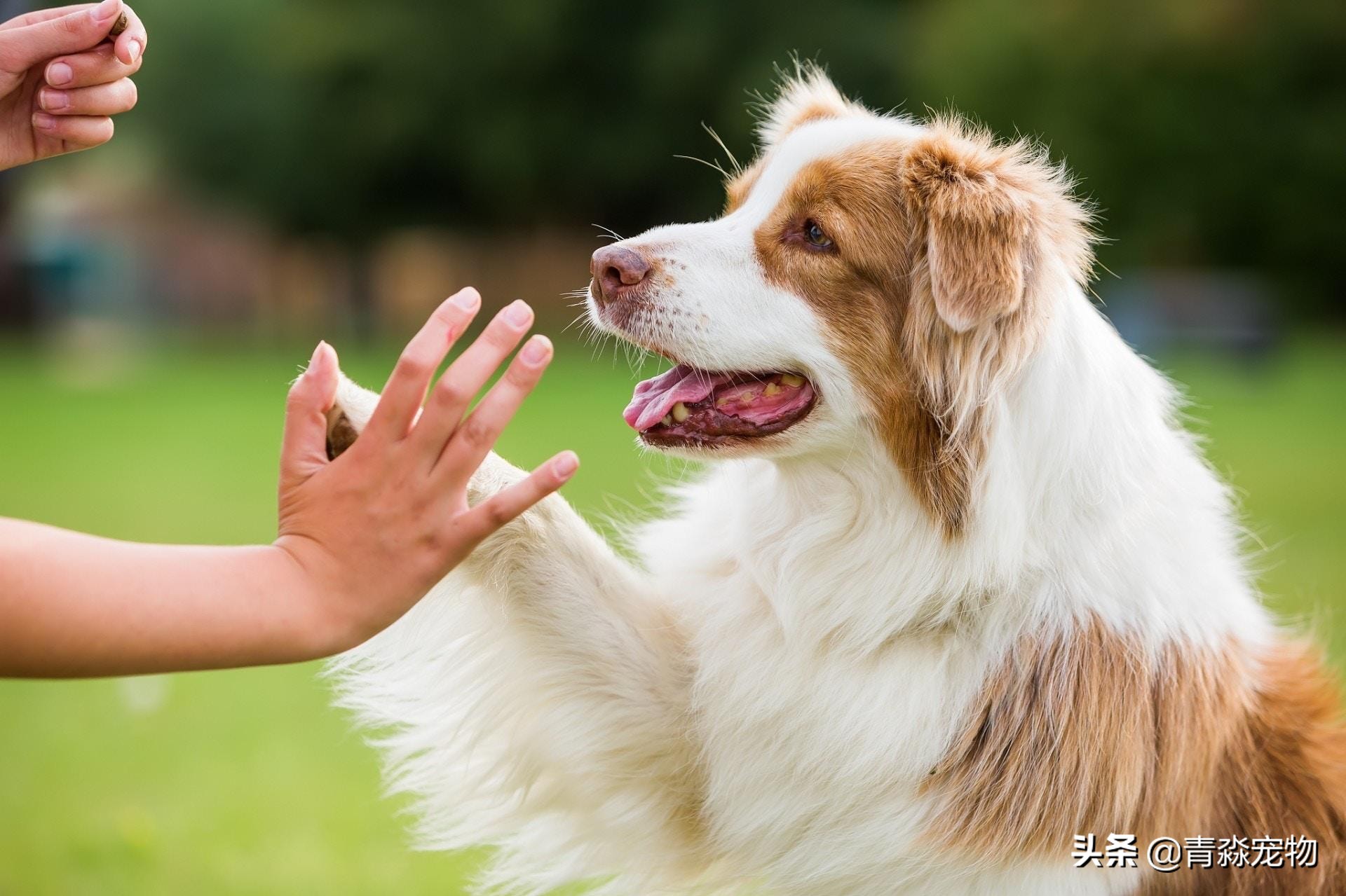 爱犬丢失找回最佳方法,爱犬走失主人怎么找回