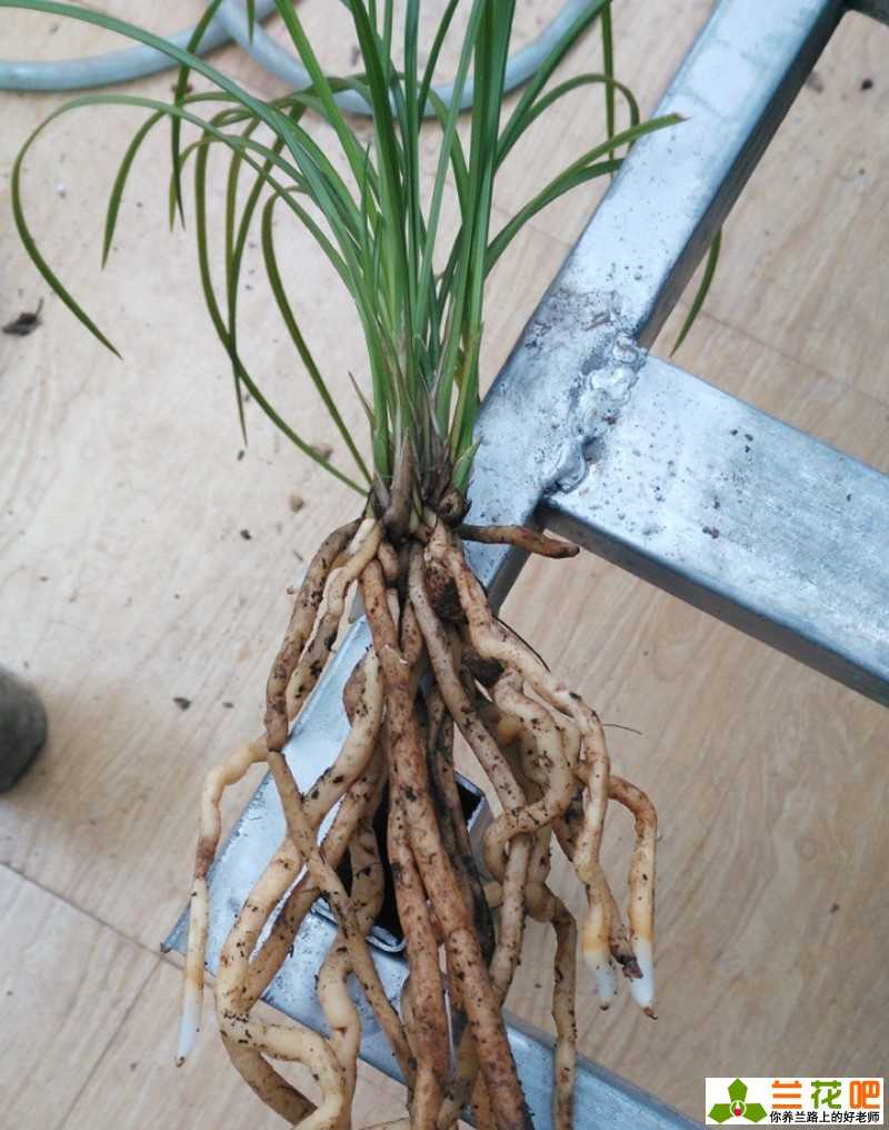 秋季给兰花翻盆和分株的要点,当年刚种的兰花秋季可以翻盆吗