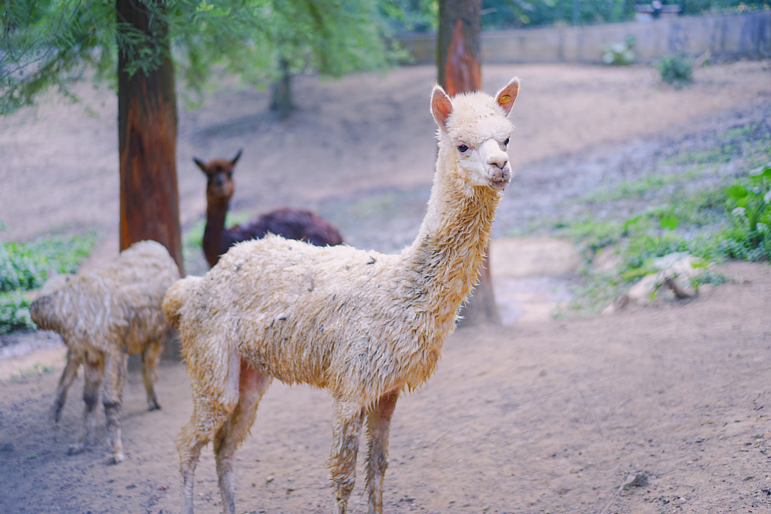 清远森波拉避暑胜地,森波拉奇妙世界温泉门票价格