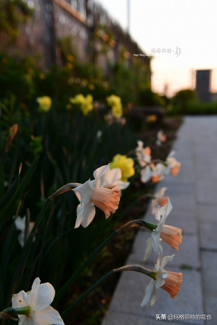 上海洋水仙,上海璞素上居民宿抖音团购
