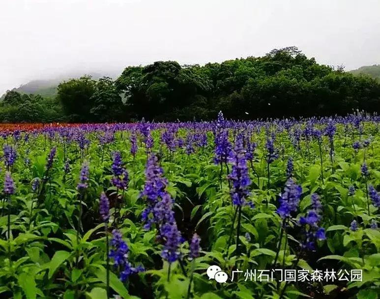 从化旅游攻略五天自由行,五一从化亲子游十大必去景点