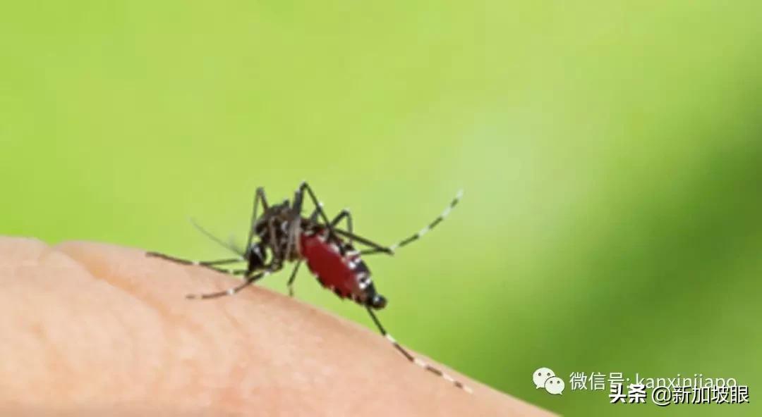 到了新加坡要注意什么,在新加坡要注意的禁忌