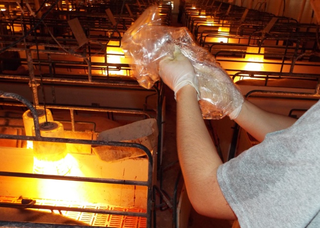 养猪母猪有炎症一招搞定,猪场常用7种母猪诱情措施