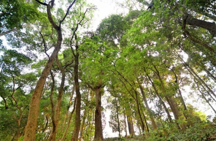 金丝楠和金丝楠阴沉木有什么区别,碳化了的金丝楠木阴沉木鉴定