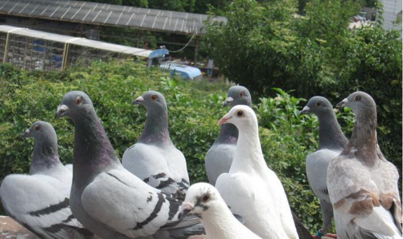 信鸽如何尽快适应新鸽舍,赛鸽知识分享鸽子飞不高