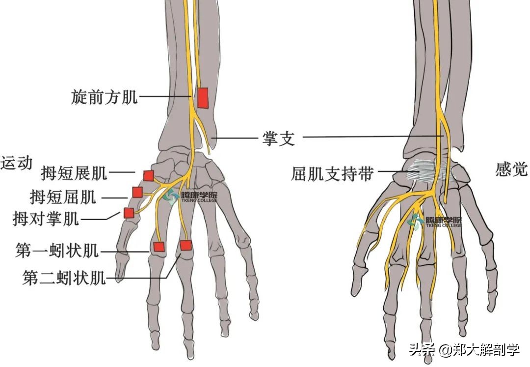 手腕正中神经卡压怎样治疗,腕管正中神经卡压怎么按摩