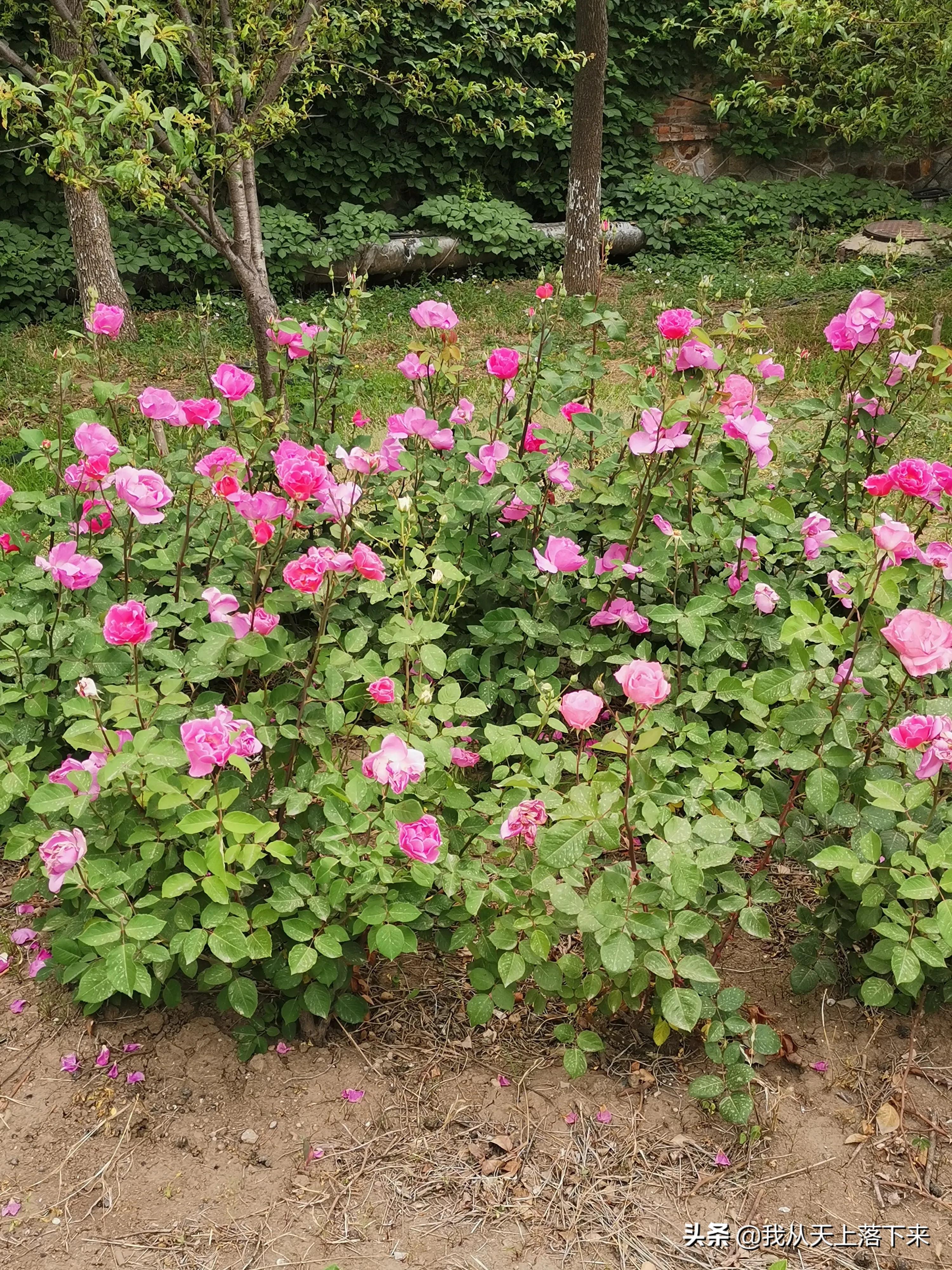 100张花朵美图,100张花图片大全