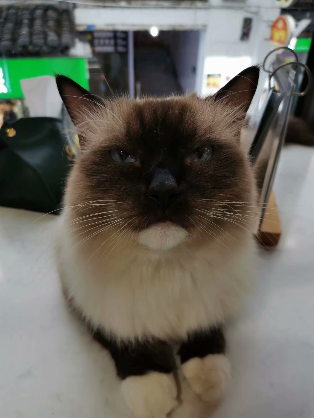 怎么让小猫猫笑,怎么让猫爱上你猫语