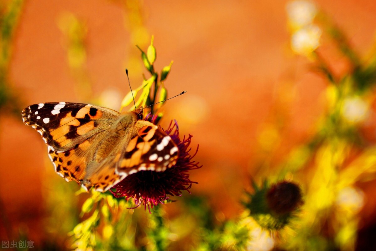 中医理论中的哲理句子,关于中医的名句有什么
