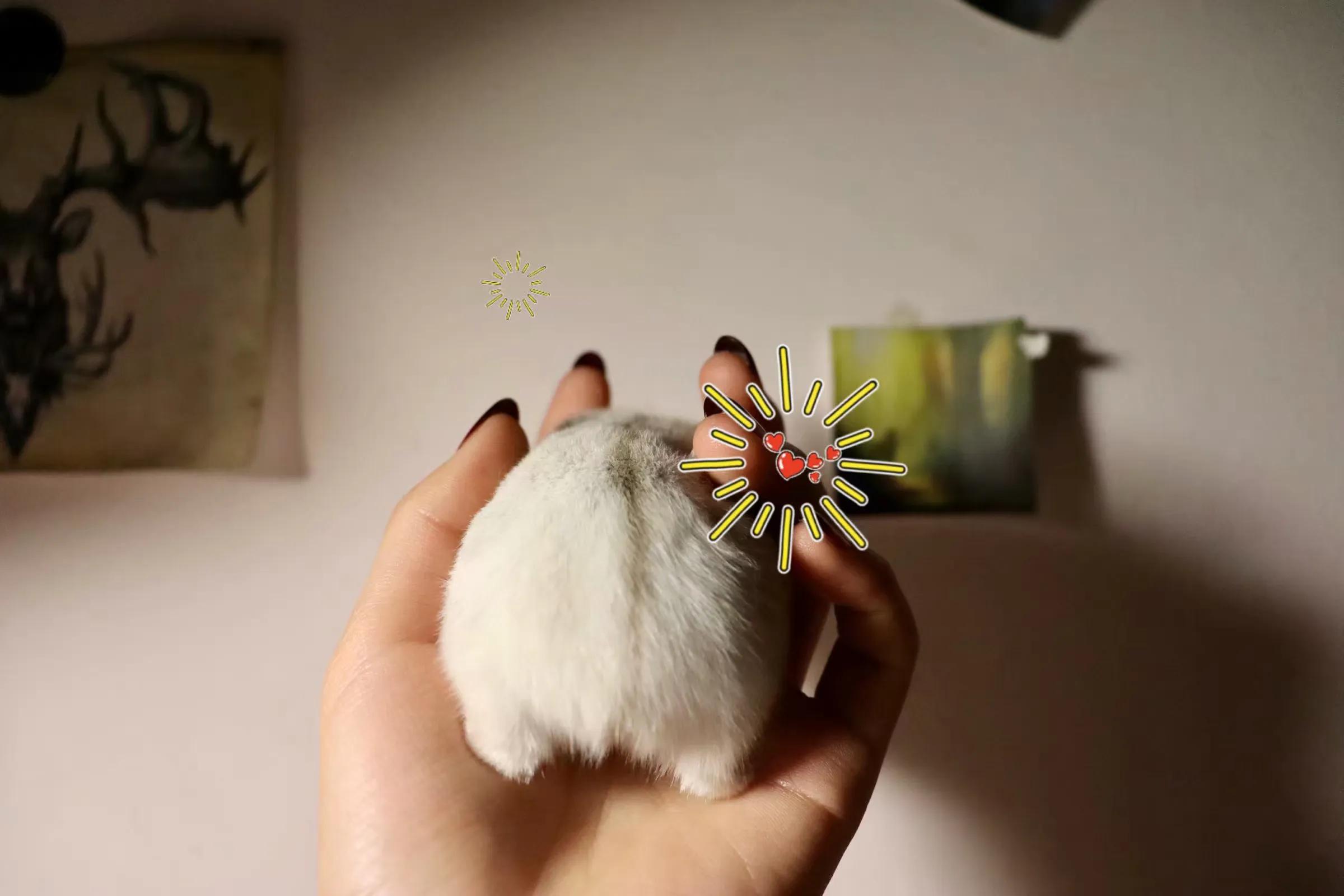 仓鼠幼崽成长记录,仓鼠记录