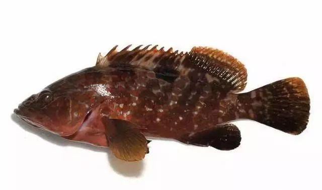 哪种海鲜的味道最鲜美,世界上最鲜美的海鲜