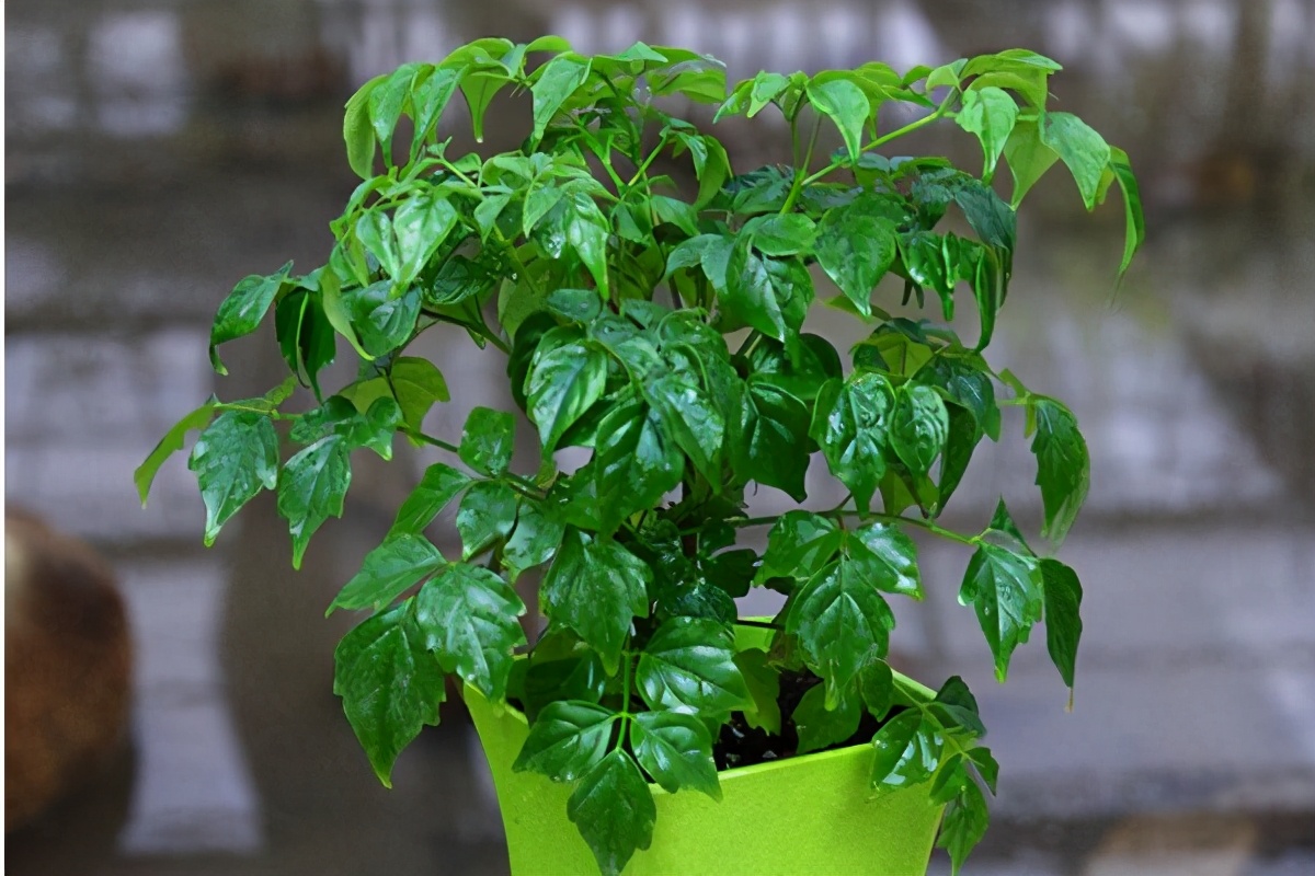 幸福树多久从小苗养成老桩,幸福树怎么从幼苗养到大