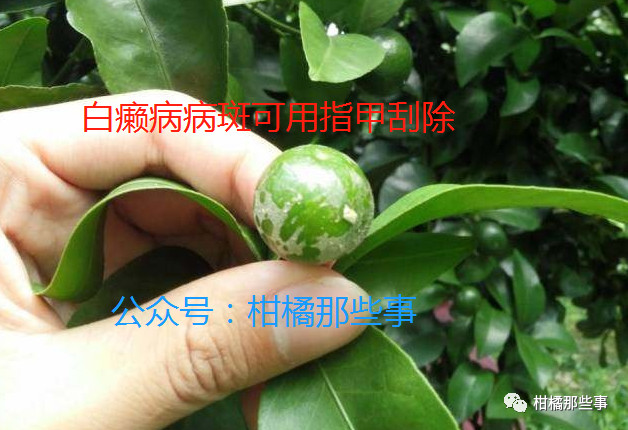 安徽柑橘保花保果的措施有哪些,丰收期柑橘促梢和保果必看