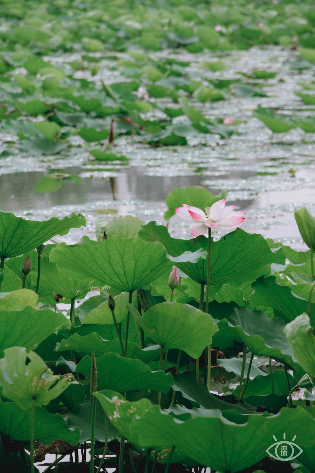 深圳洪湖公园7月18号还有荷花吗,深圳洪湖公园现在有荷花开吗
