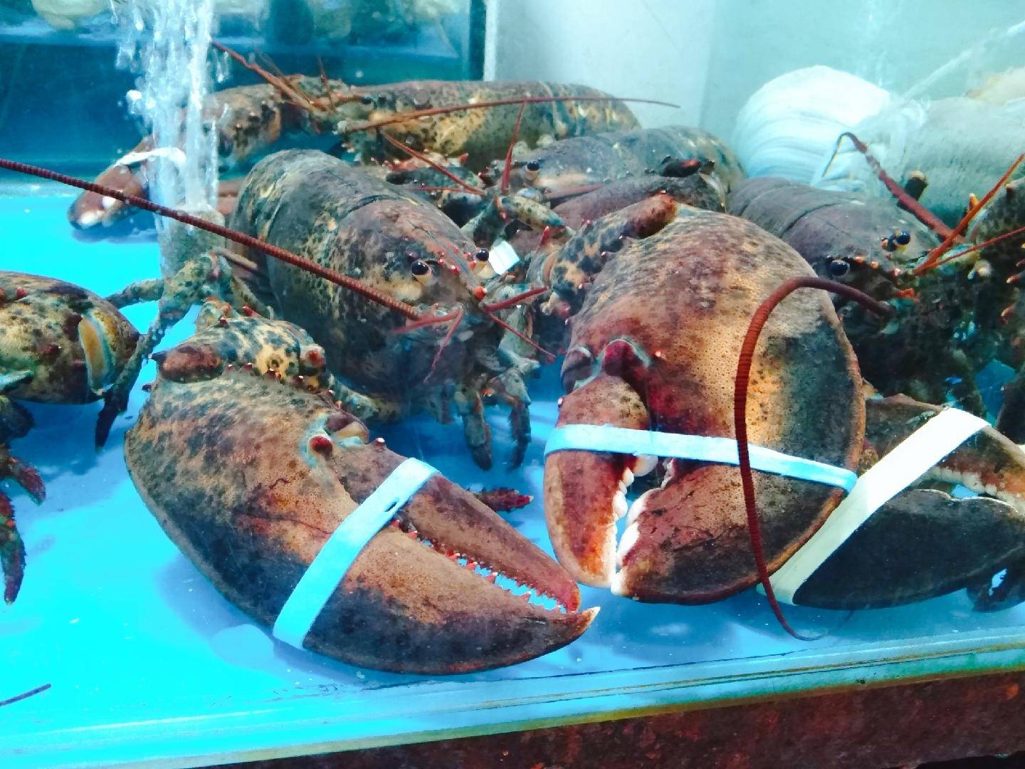 10元的鲍鱼能买吗,10元一斤的鲍鱼