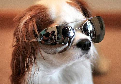 太阳眼镜是什么原理,太阳眼镜有哪些功能怎么选