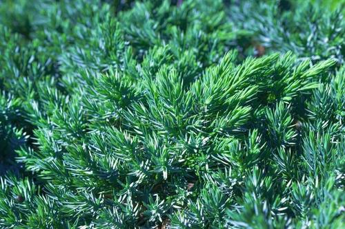 脸上的螨虫能彻底消灭吗,螨虫越挤毛孔越大越堆积螨虫吗