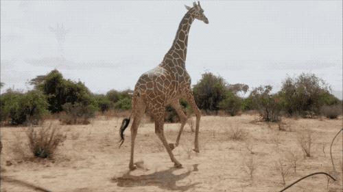 长颈鹿数量稀少吗,白色长颈鹿是怎么走向灭绝的