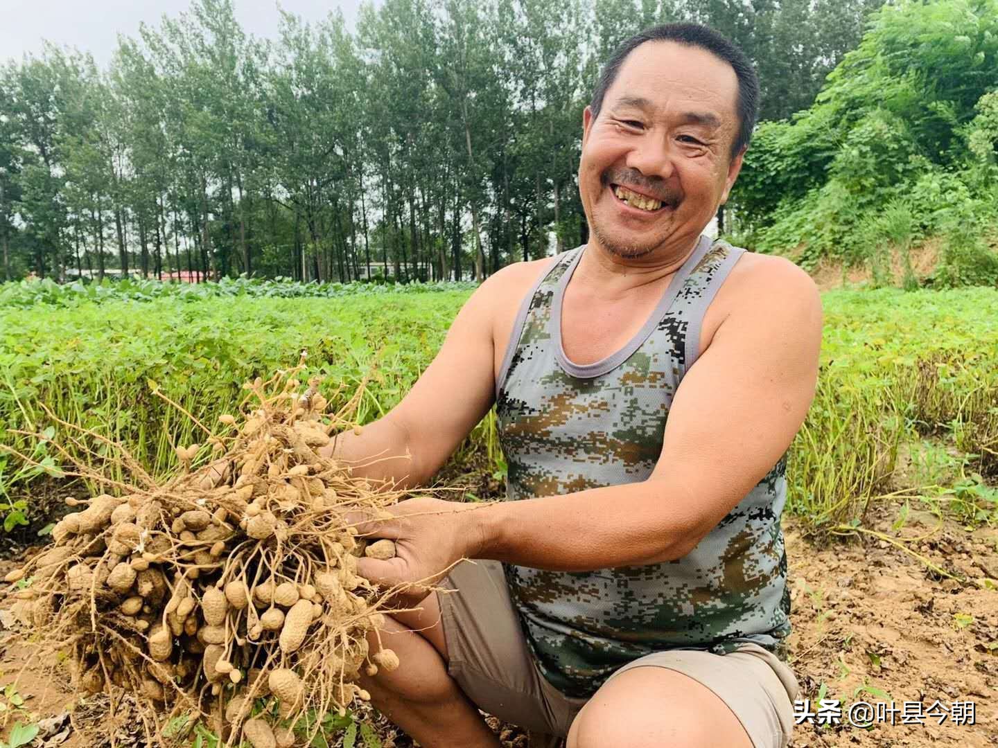 农民丰收歌2019,农民丰收唱新歌