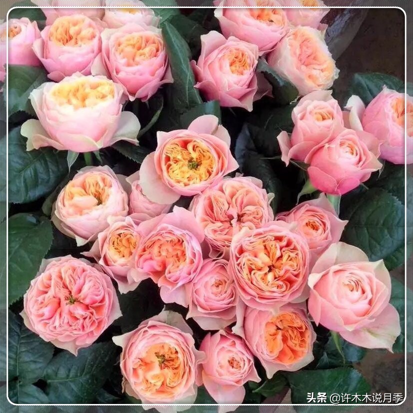 花店玫瑰自己可以种吗?玫瑰种植手册在此,情人节别浪费钱买花了