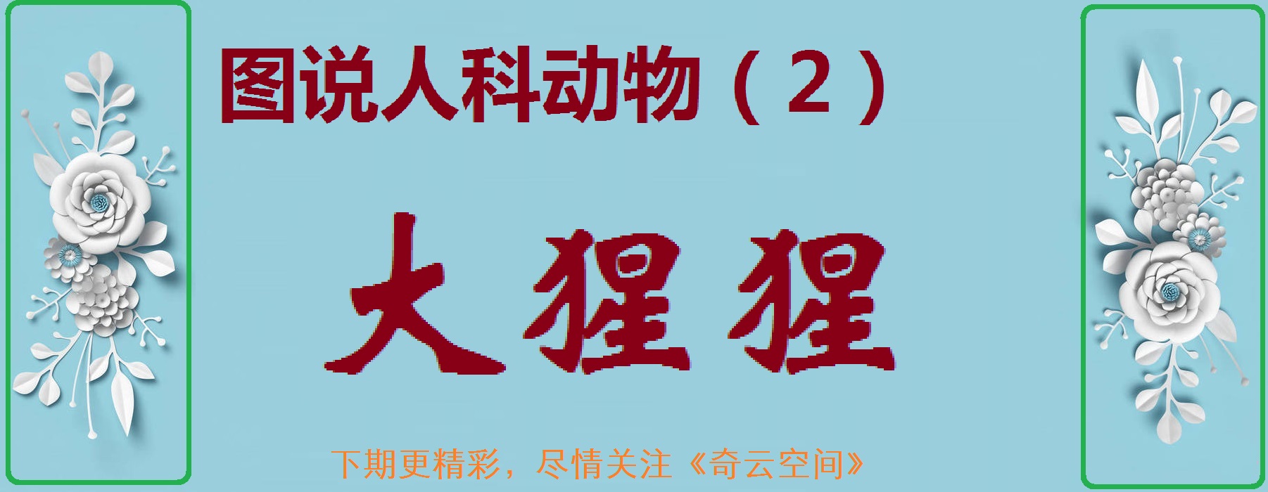 动物大猩猩深度解析,人科动物图谱