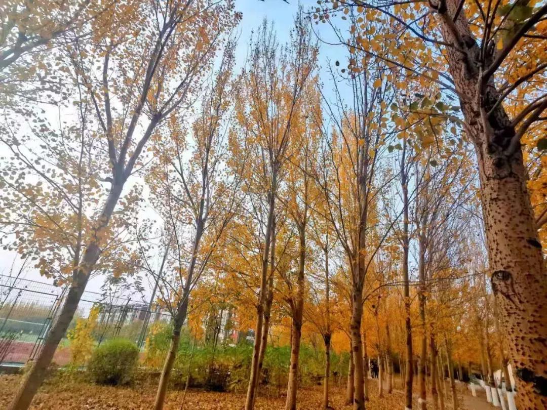 辽宁中医药大学杏林学院有独卫吗,辽宁中医药大学杏林学院属于3+2吗