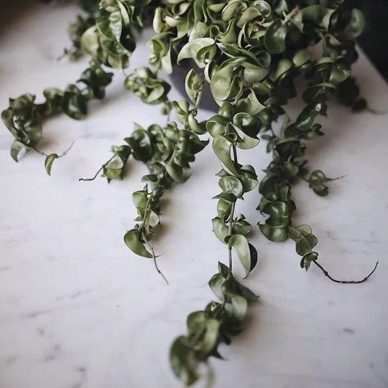 94种常见唯美观叶植物,会开花的绿色硬叶植物