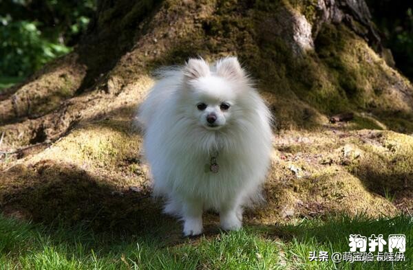 博美犬犯错躲在床底下,博美犬做什么事把主人当作全世界