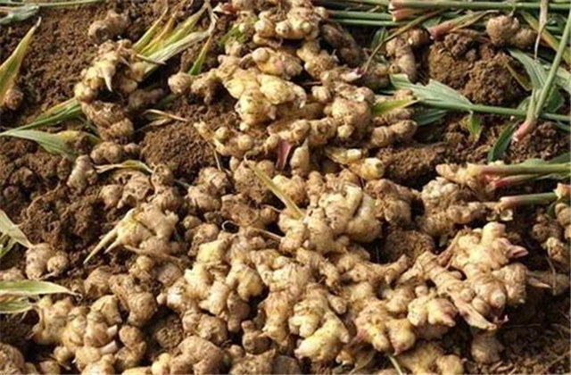 生姜种植技术总结及整理方法,生姜种植技术步骤