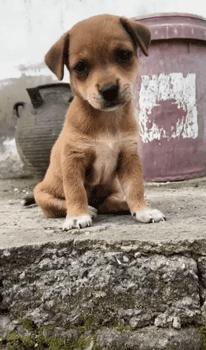 可爱呆萌的小奶狗视频,可爱可奶呆萌的小奶狗