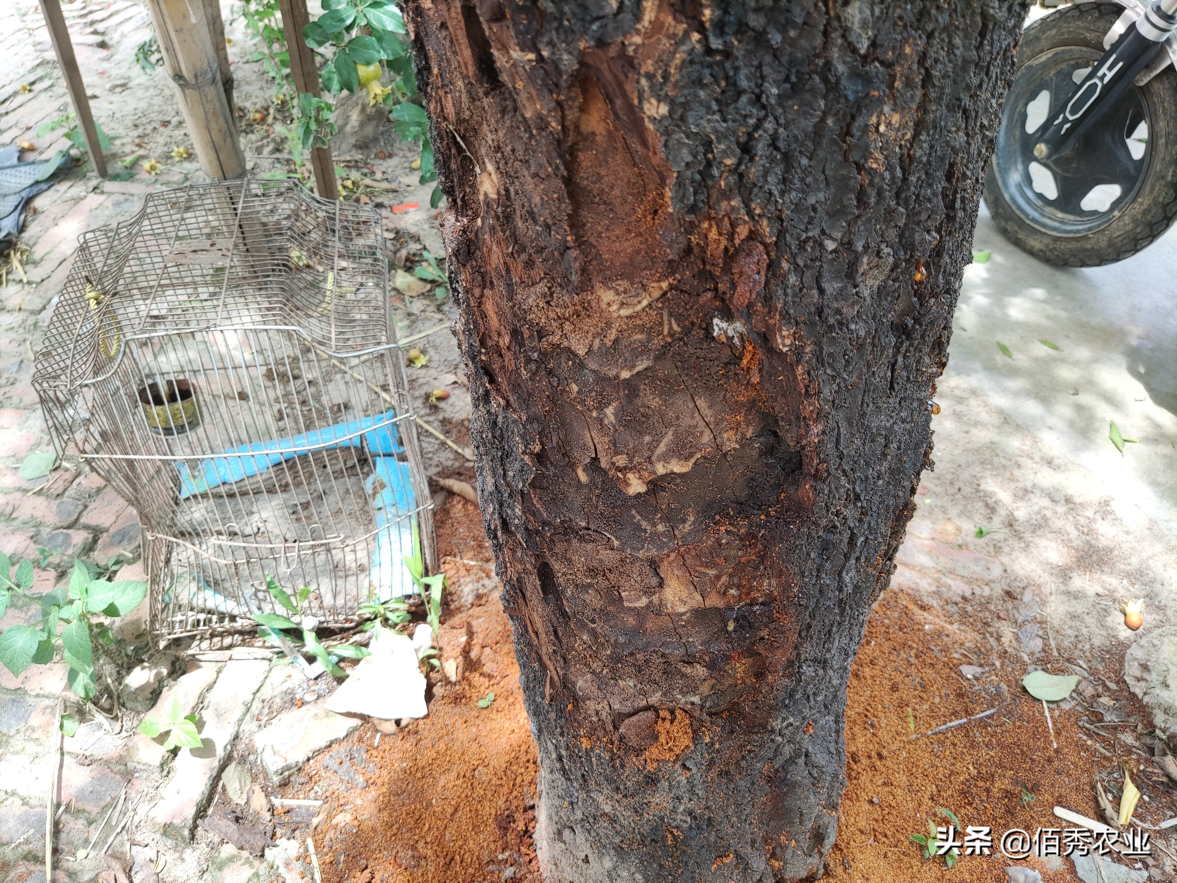 果树蛀虫打药水后怎么快速救助,防治果树蛀虫用什么农药