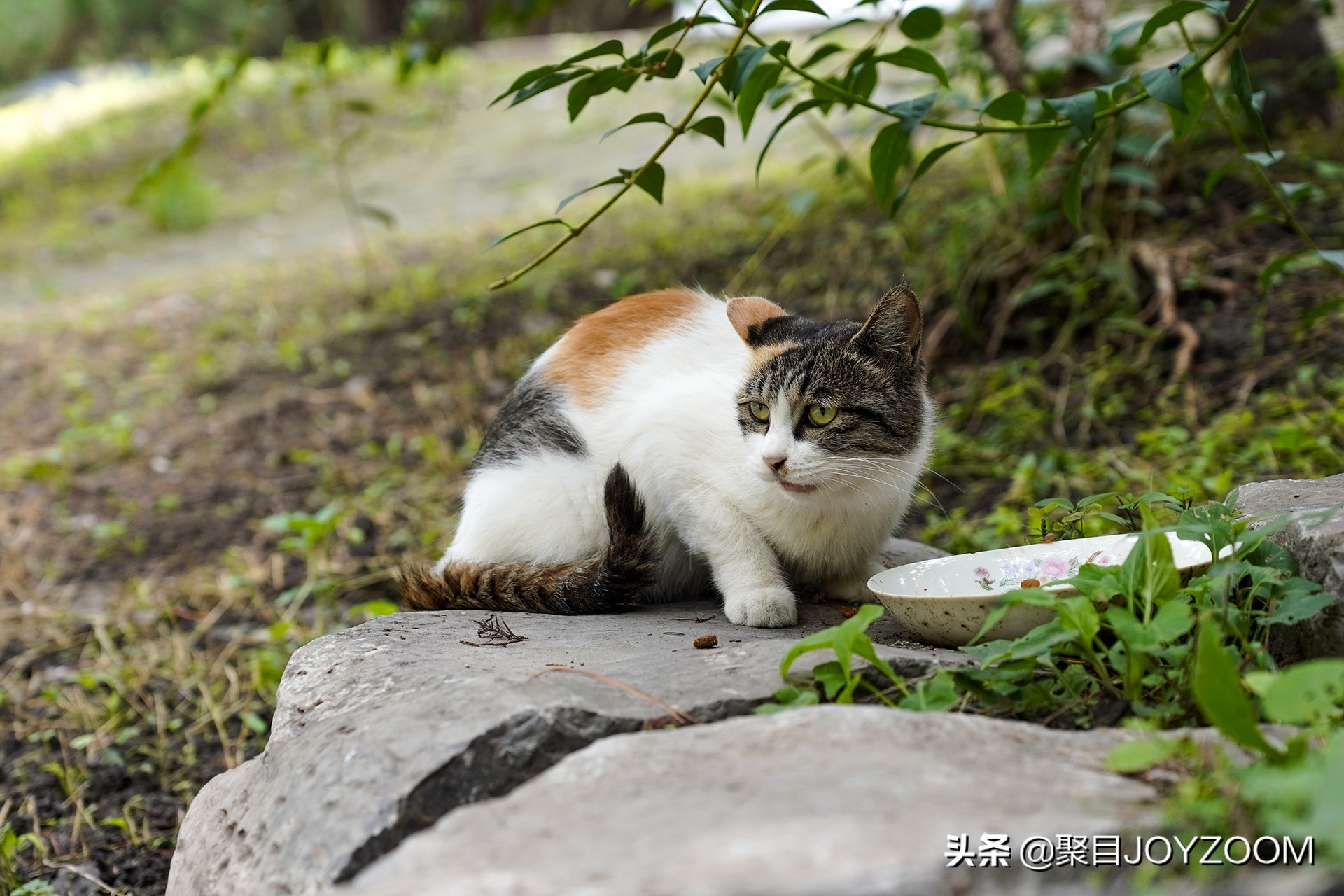 索尼6600d上架时间,索尼a6600什么时候发售