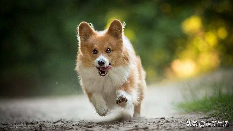 新手铲屎官要养狗要准备什么,新铲屎官养狗必备好物