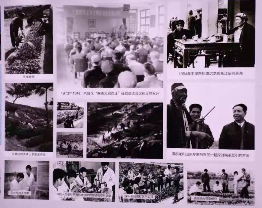 日照绿茶什么样的好喝又便宜,日照绿茶什么样的是好茶