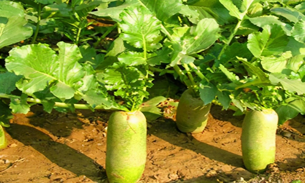 济南十大怪顺口溜,济南10大怪事